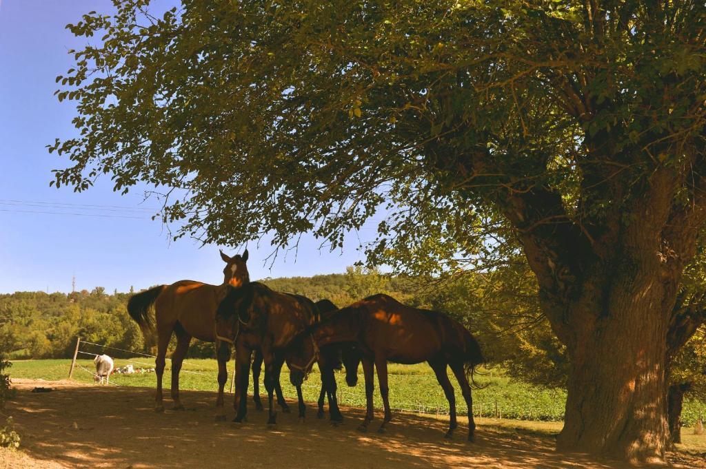 Bed and Breakfast Domaine De Belcayre Montauban Exteriér fotografie